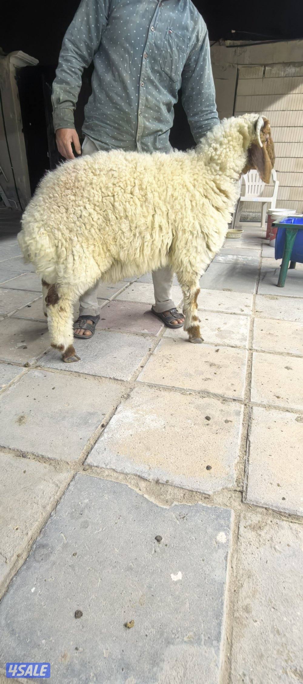 جميع مناطق الكويت0