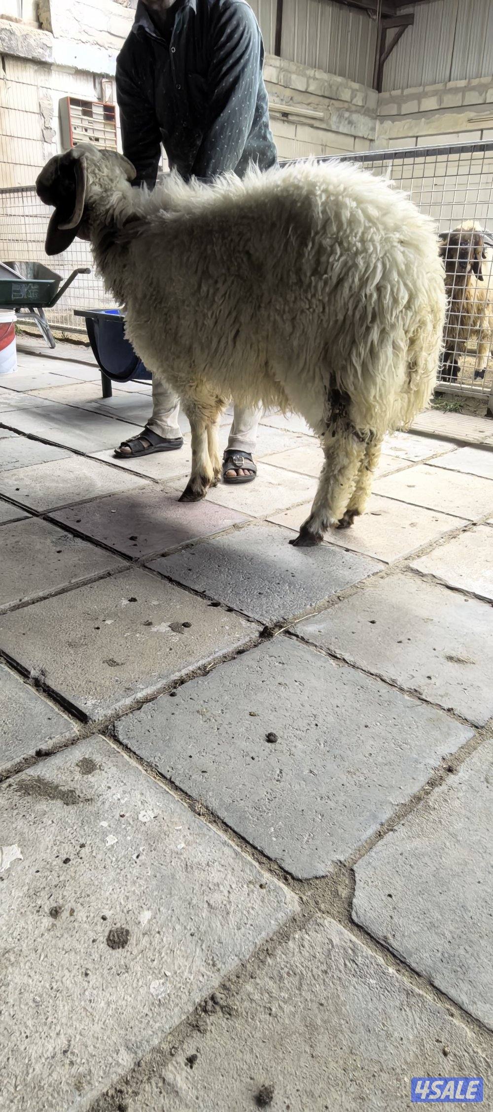 جميع مناطق الكويت1