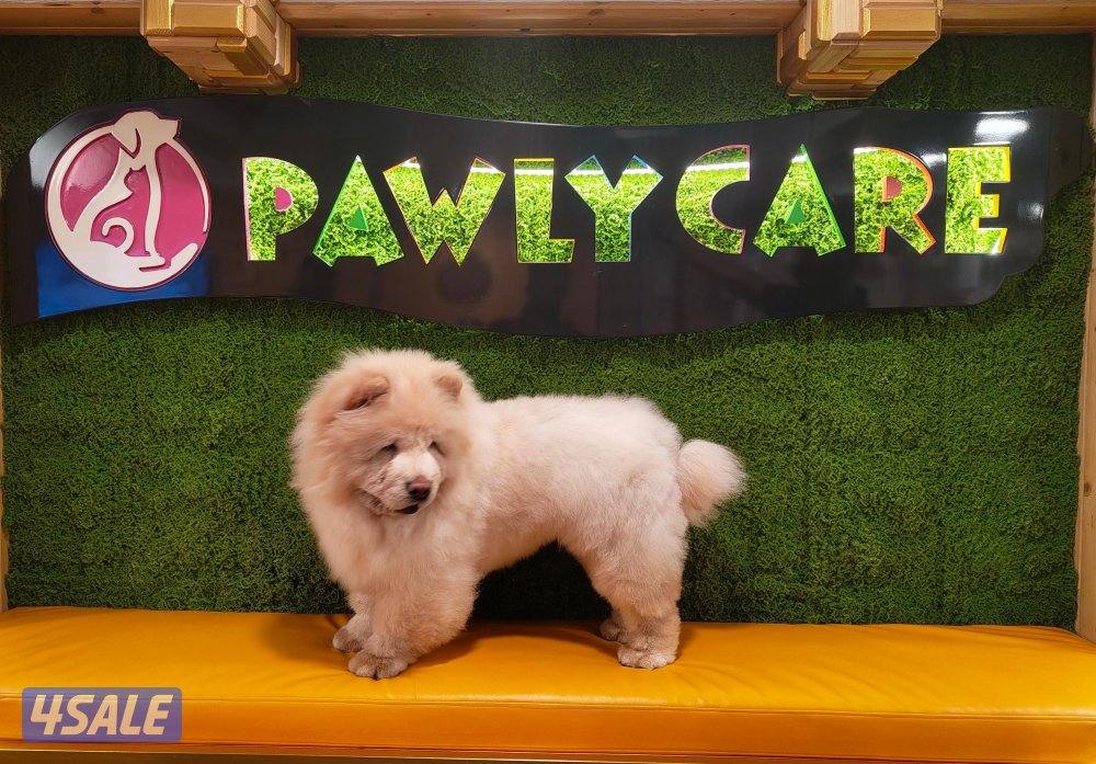 ذكر تشاو تشاو عمره سنه لعوب جدا مع الجميع والاطفال متعود على البادز0