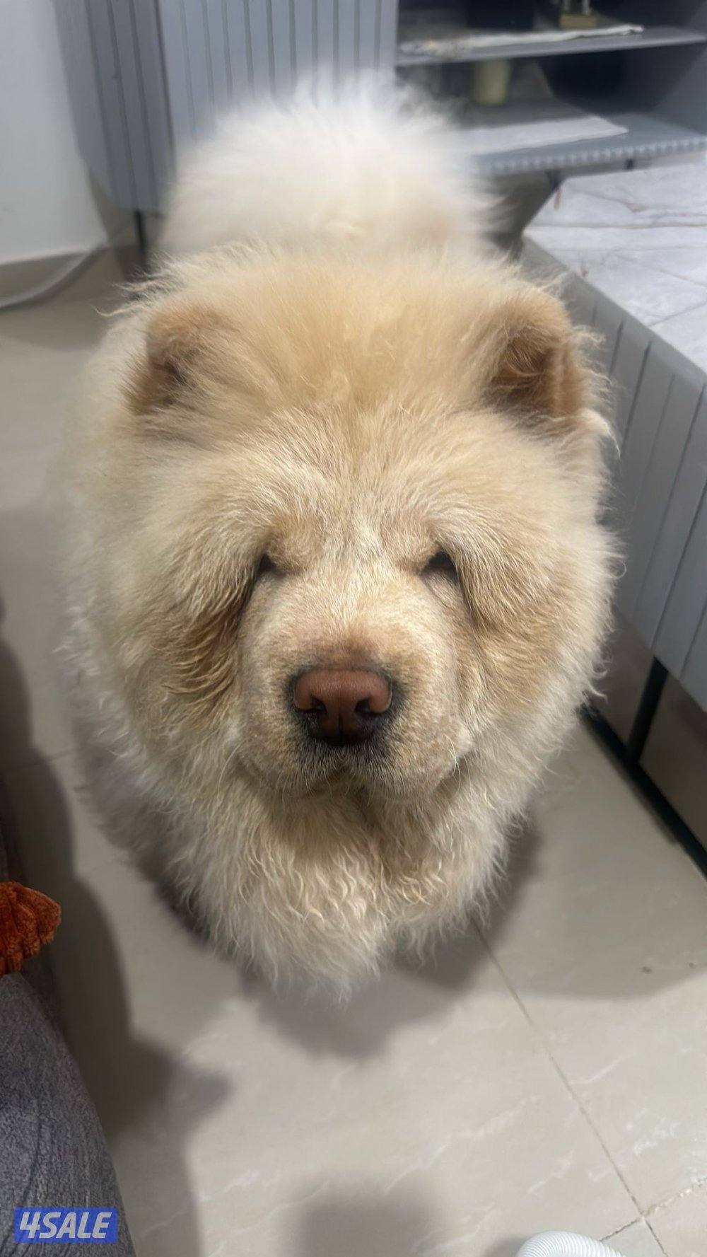 ذكر تشاو تشاو عمره سنه لعوب جدا مع الجميع والاطفال متعود على البادز1