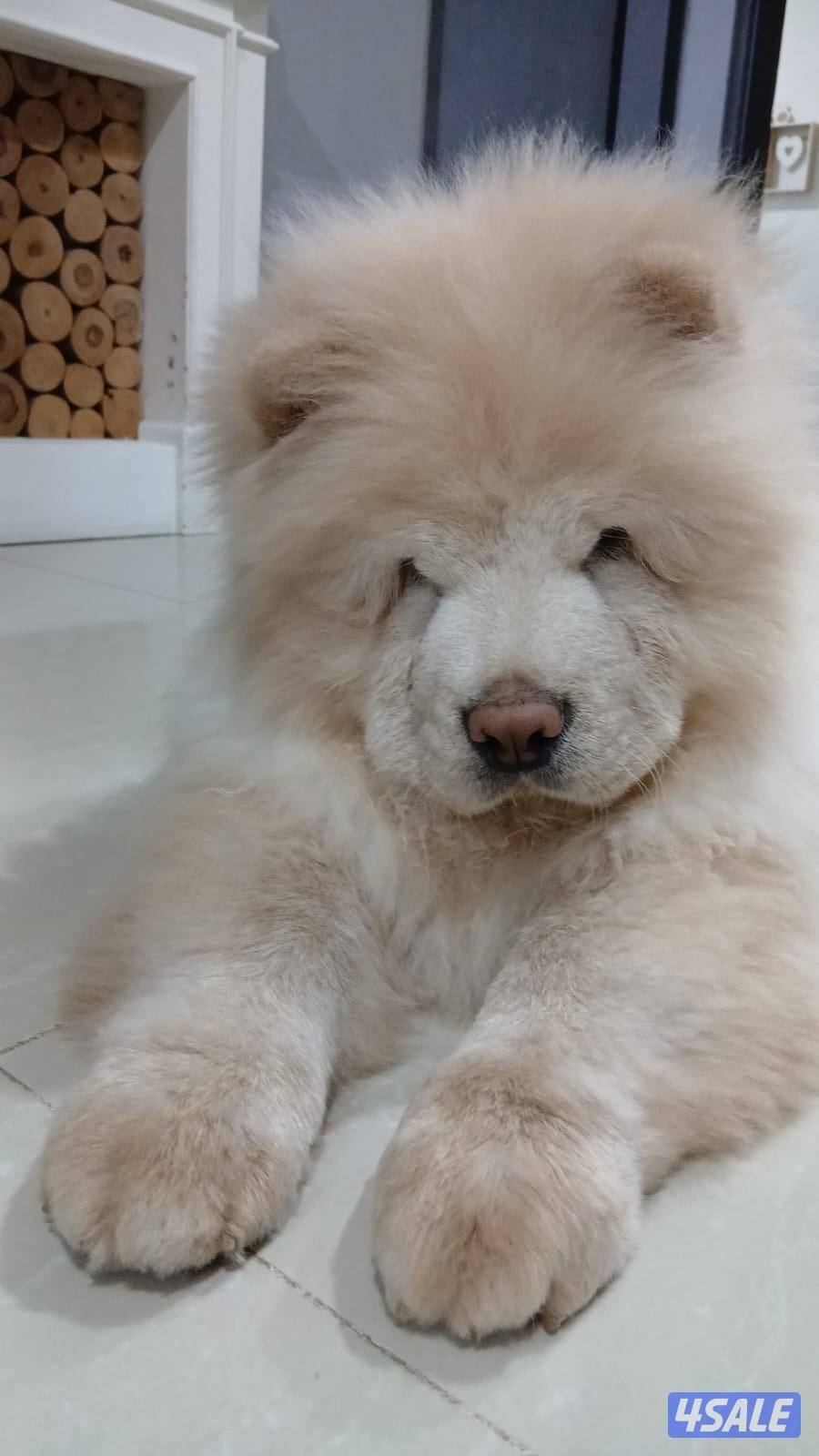 ذكر تشاو تشاو عمره سنه لعوب جدا مع الجميع والاطفال متعود على البادز2