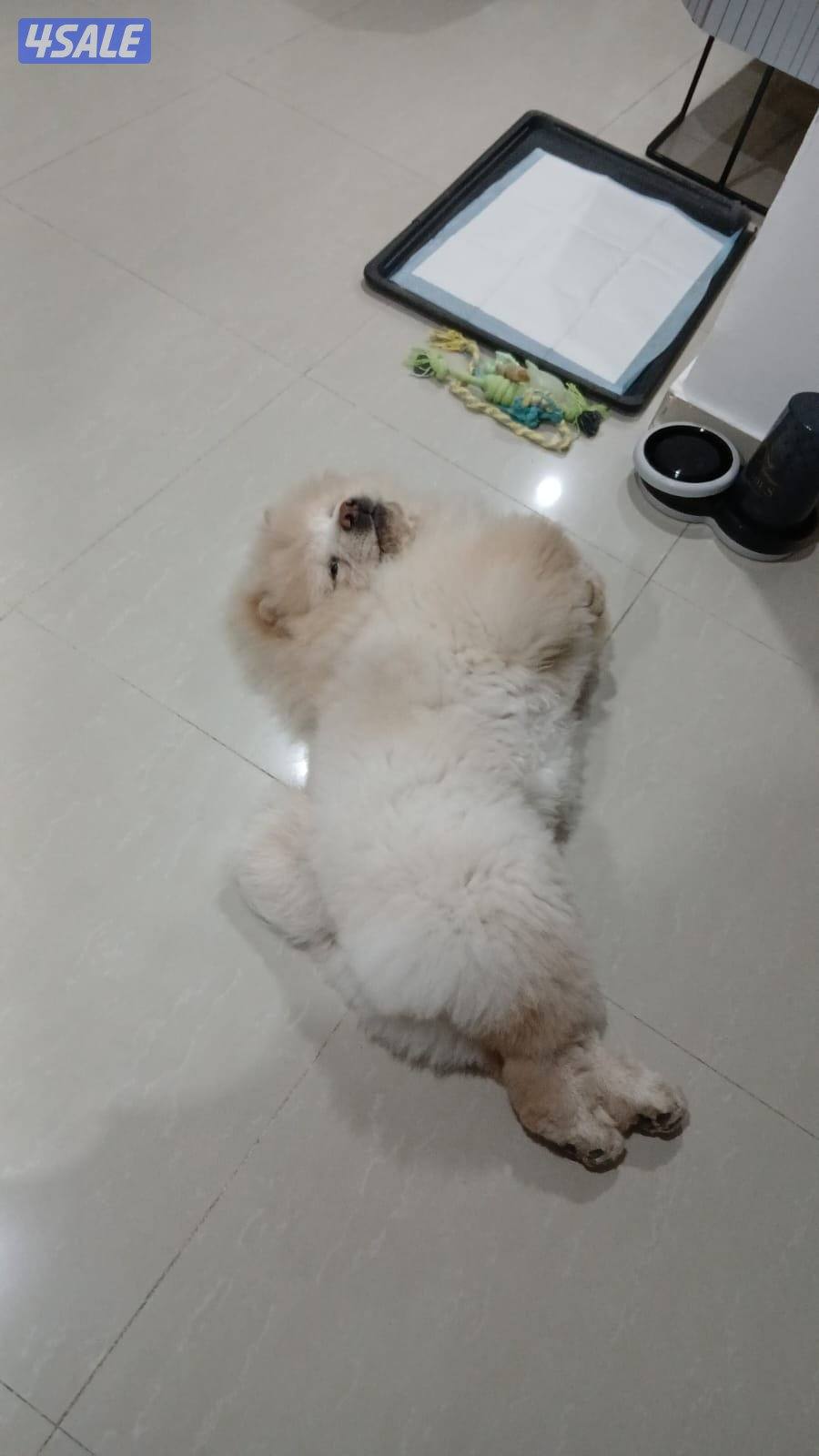 ذكر تشاو تشاو عمره سنه لعوب جدا مع الجميع والاطفال متعود على البادز3