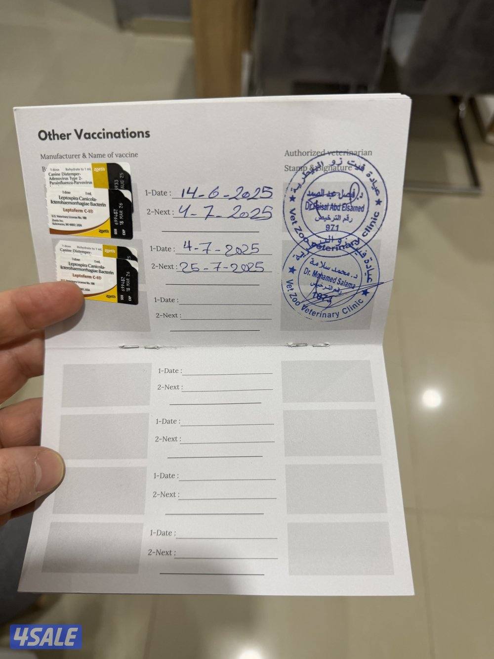 ذكر تشاو تشاو عمره سنه لعوب جدا مع الجميع والاطفال متعود على البادز4