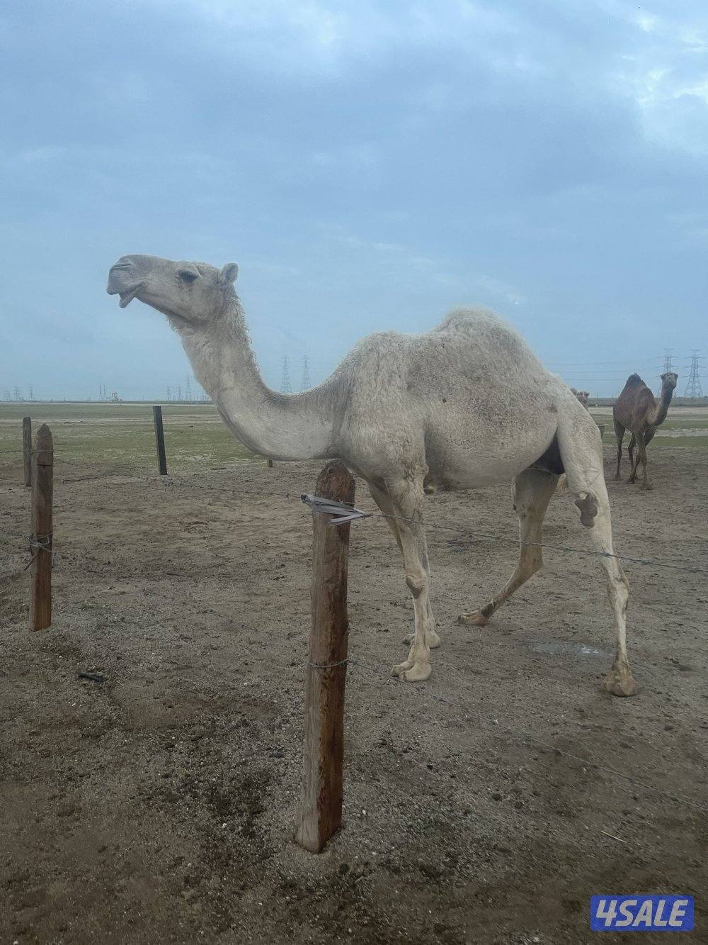 لبيع الابل جمله0