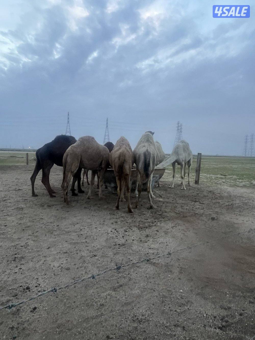 لبيع الابل جمله1