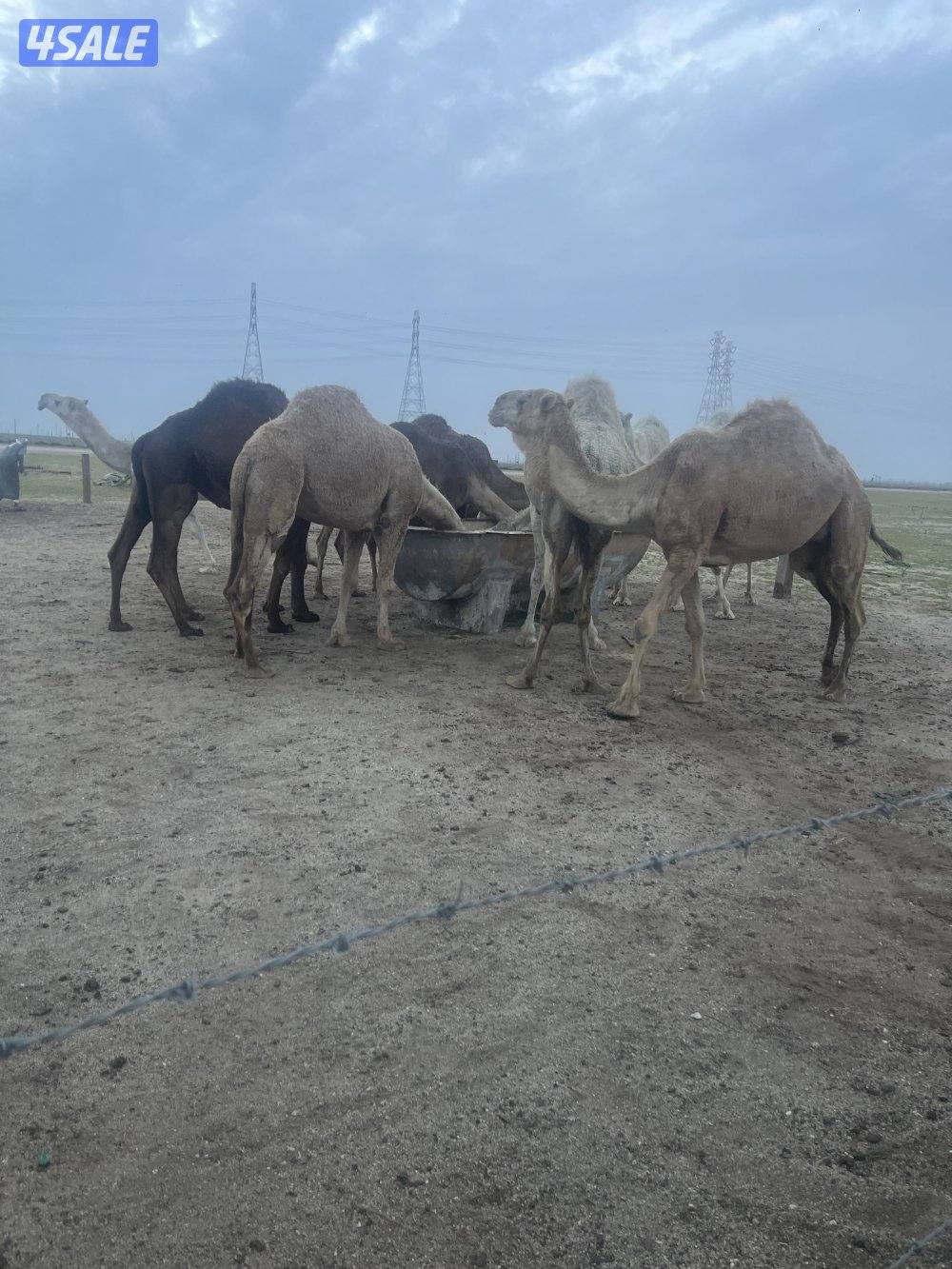 لبيع الابل جمله2