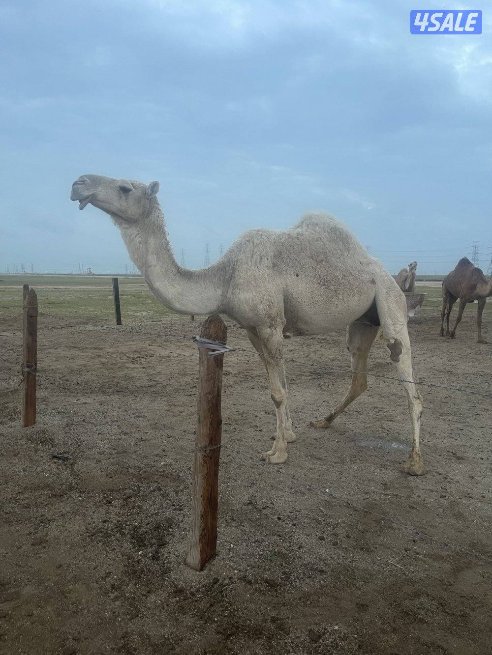 لبيع الابل جمله3