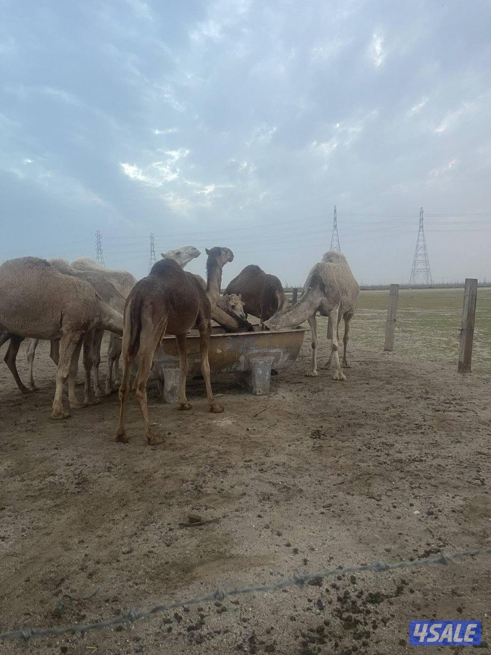 لبيع الابل جمله4