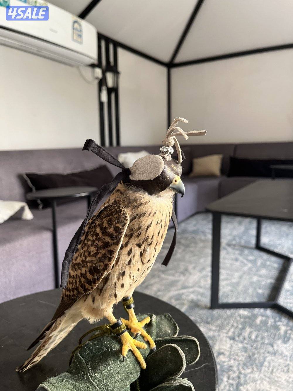 طير حميم.ج مدرب مع اغراضه0