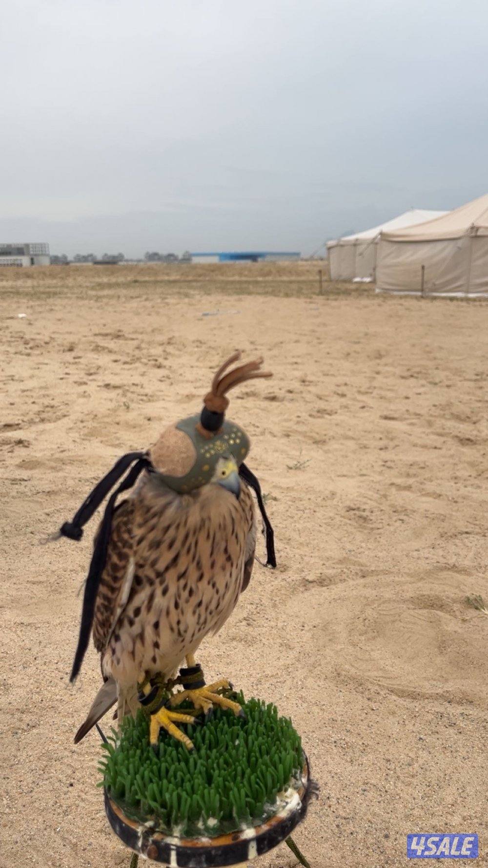 طير حميم.ج مدرب مع اغراضه1