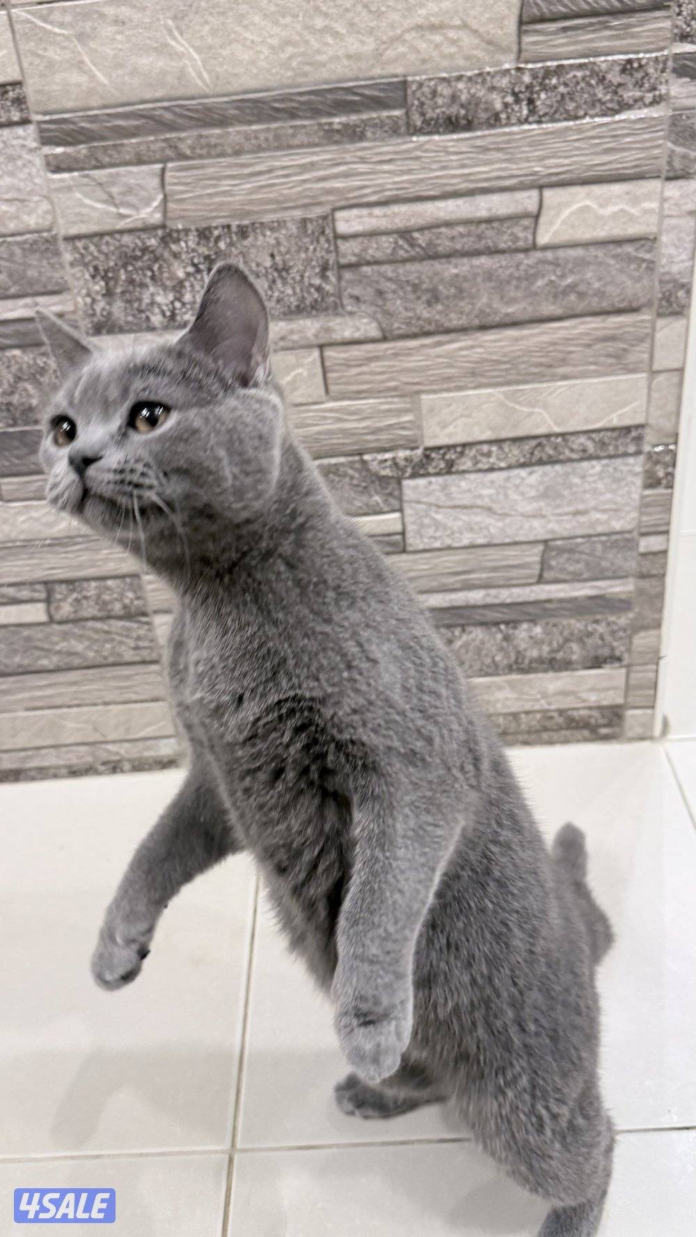 قطاوه تبني0