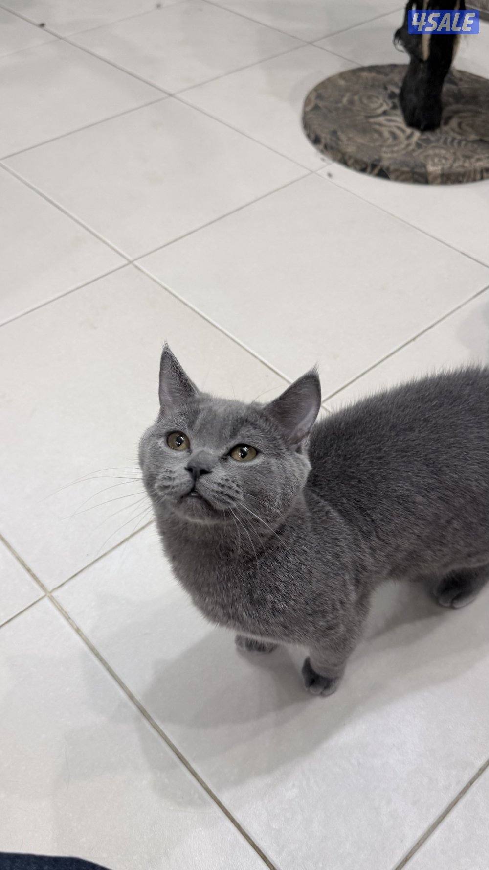 قطاوه تبني1