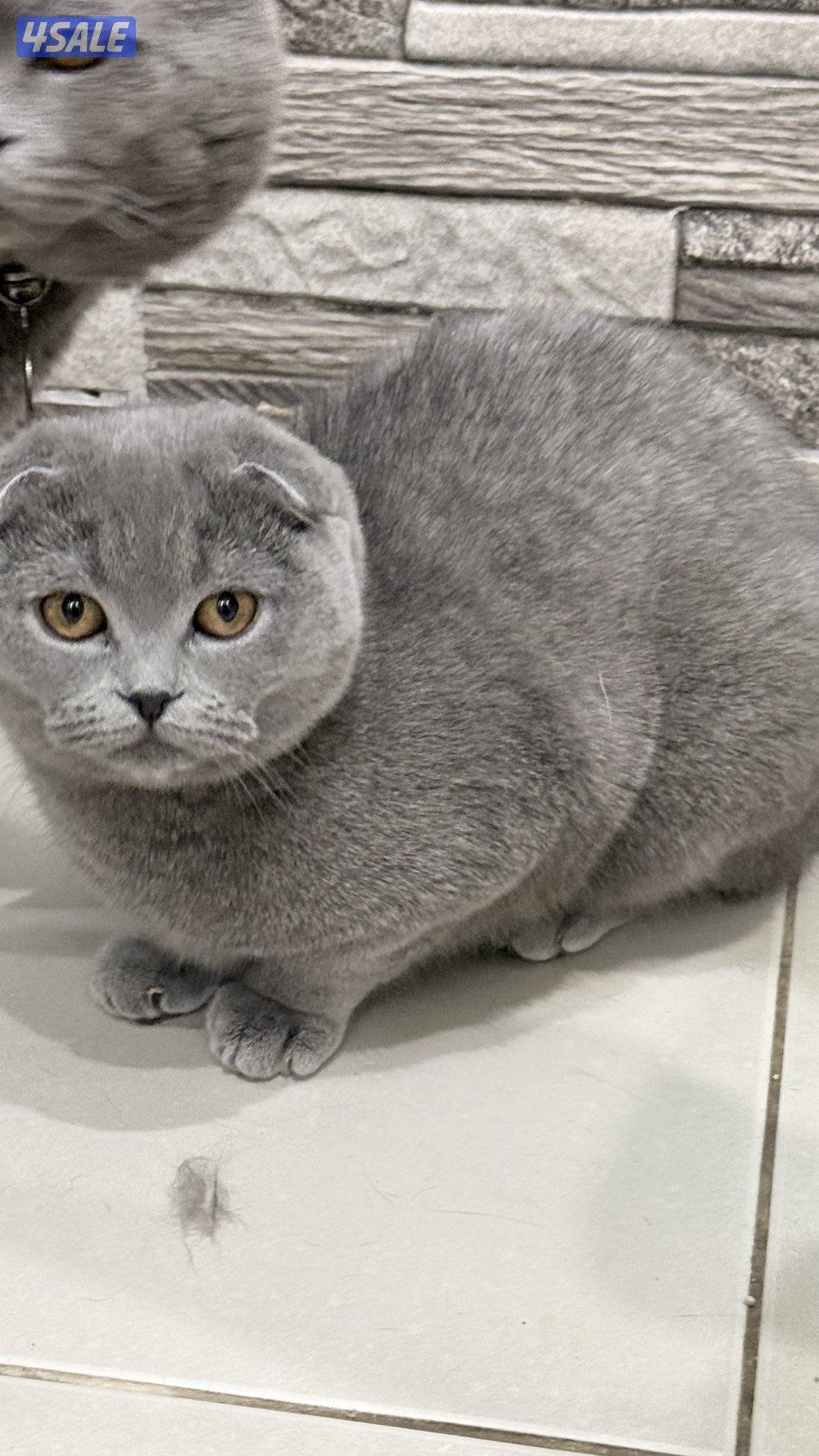 قطاوه تبني2