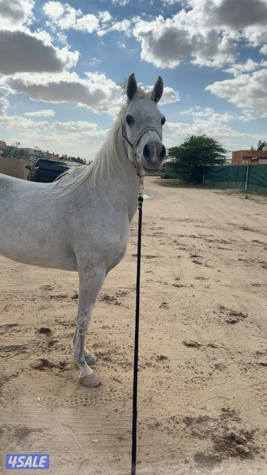 جبد الجهراء0