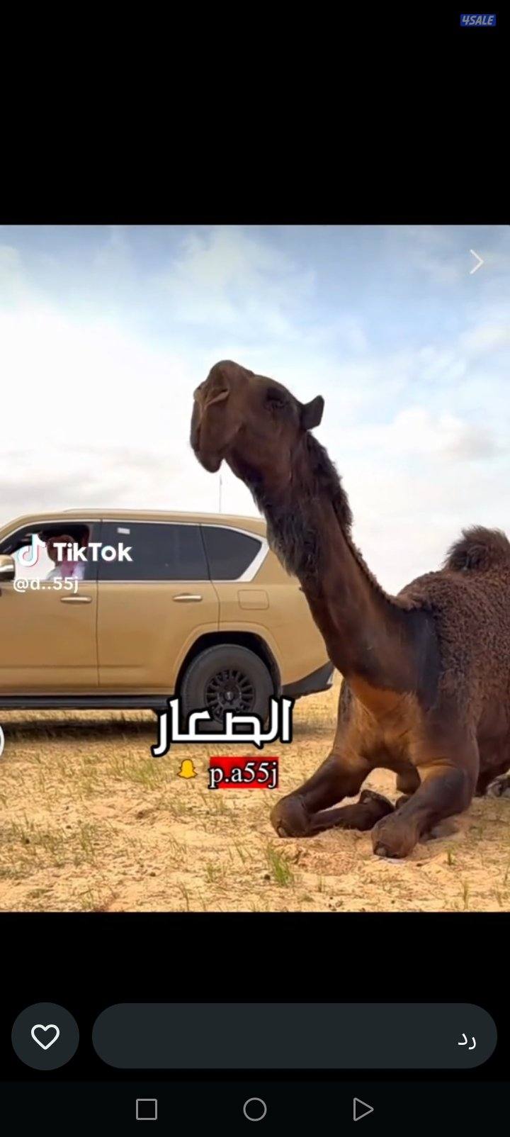 حلاقه وغسيل ابل ونشتري الابل0