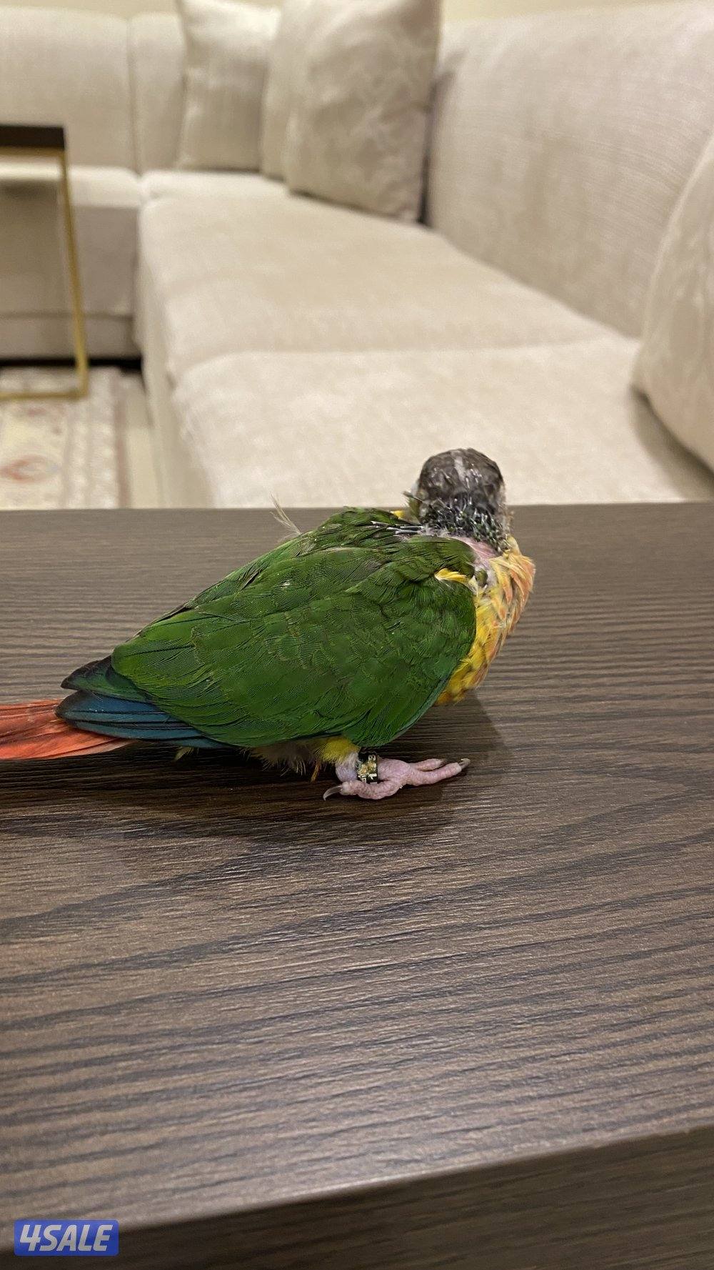 كنيور ربوه  العمر شهر واسبوعين   (85 دينار وقابل للمساومه0