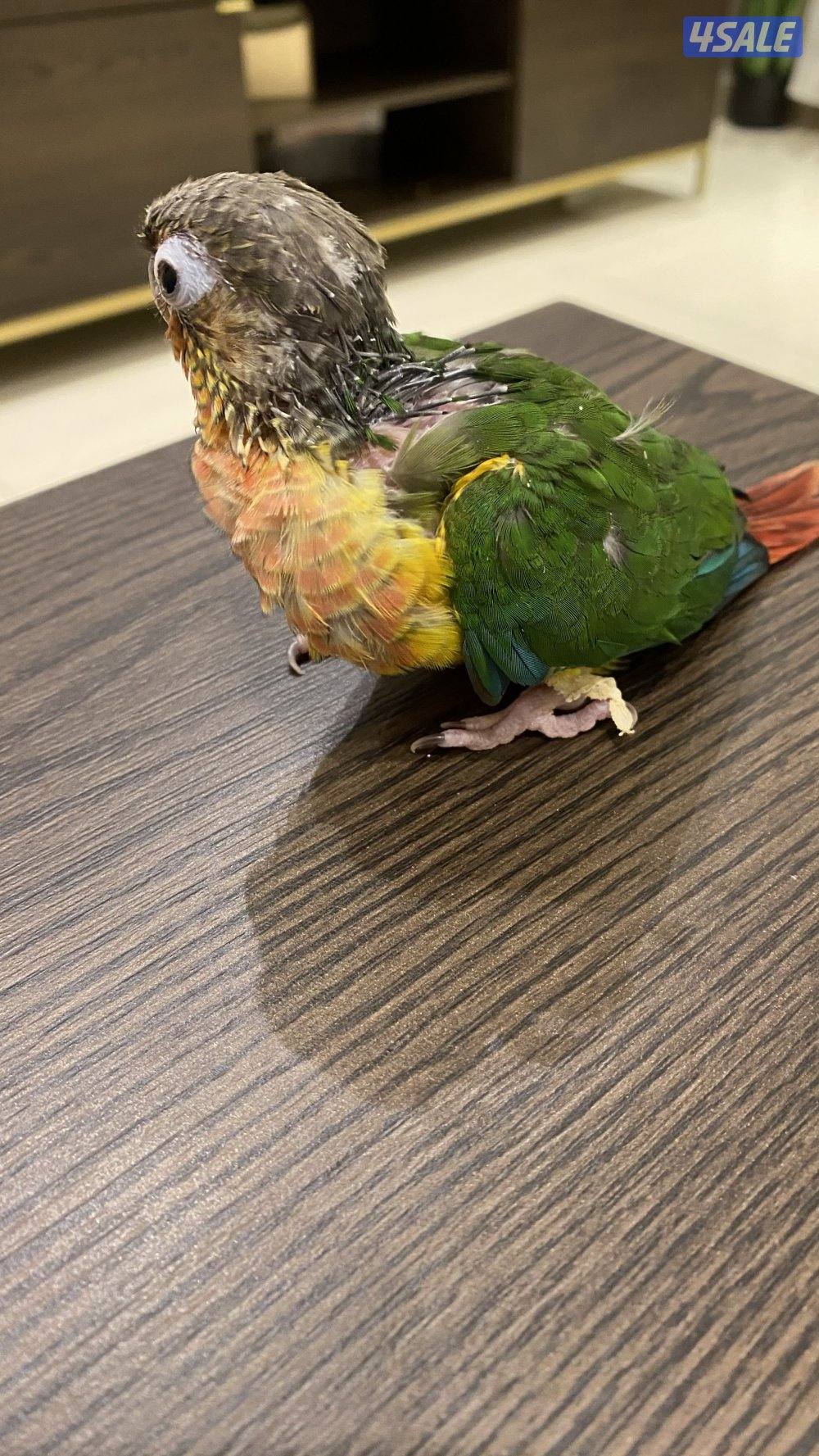 كنيور ربوه  العمر شهر واسبوعين   (85 دينار وقابل للمساومه1