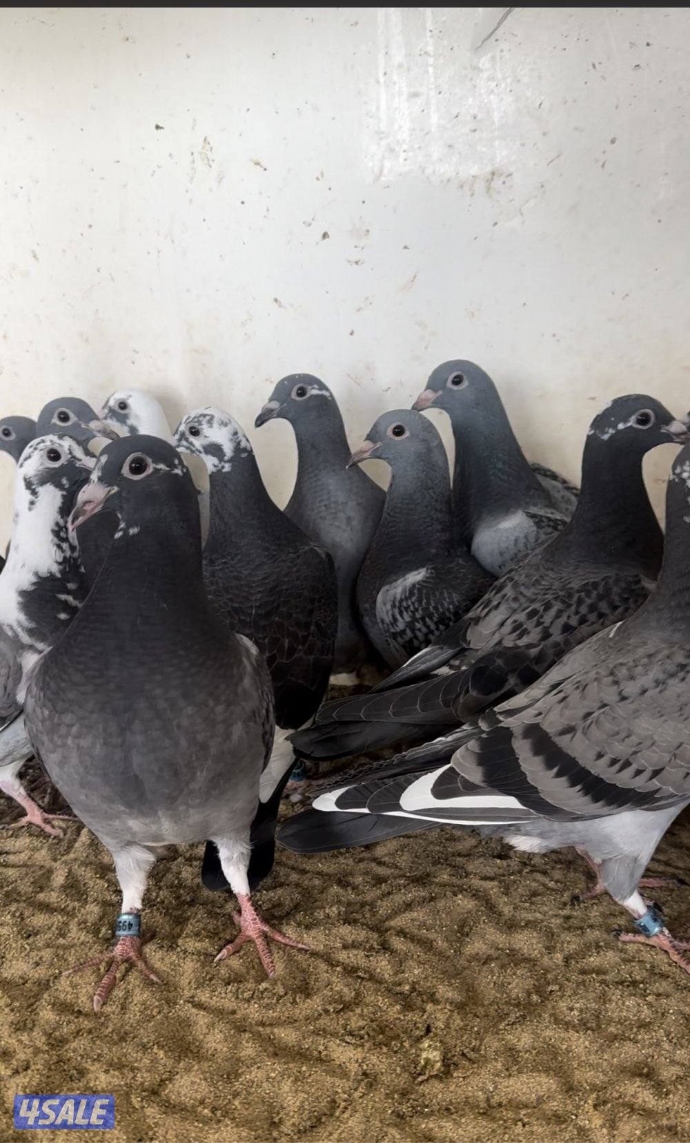 للبيع فروخ زاجل سباق0