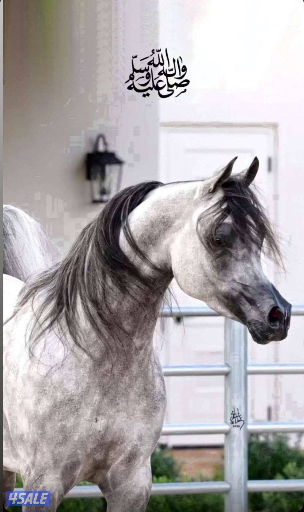 خدمة إيواءأفراسكم بعناية فاخرة وبيئة مخصصة للسيدات لاتترددو بالاستفسار1