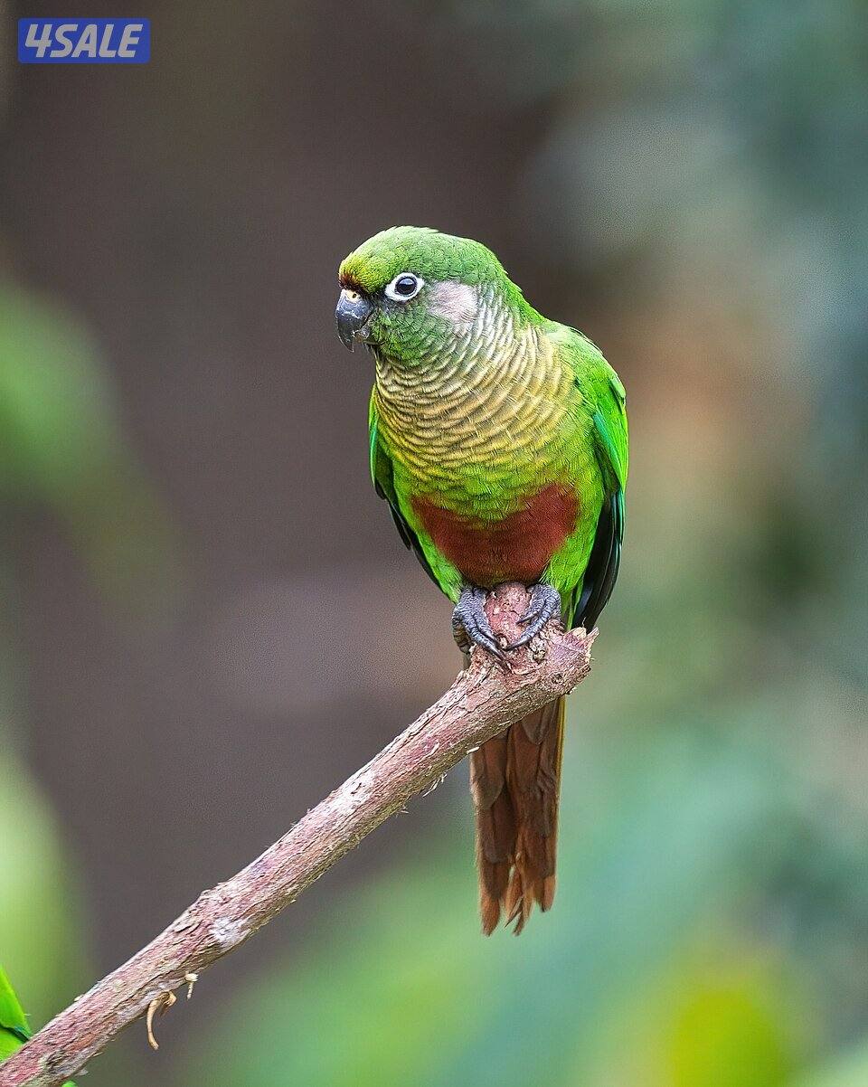 مطلوب كنيور مطلوب كنيور0