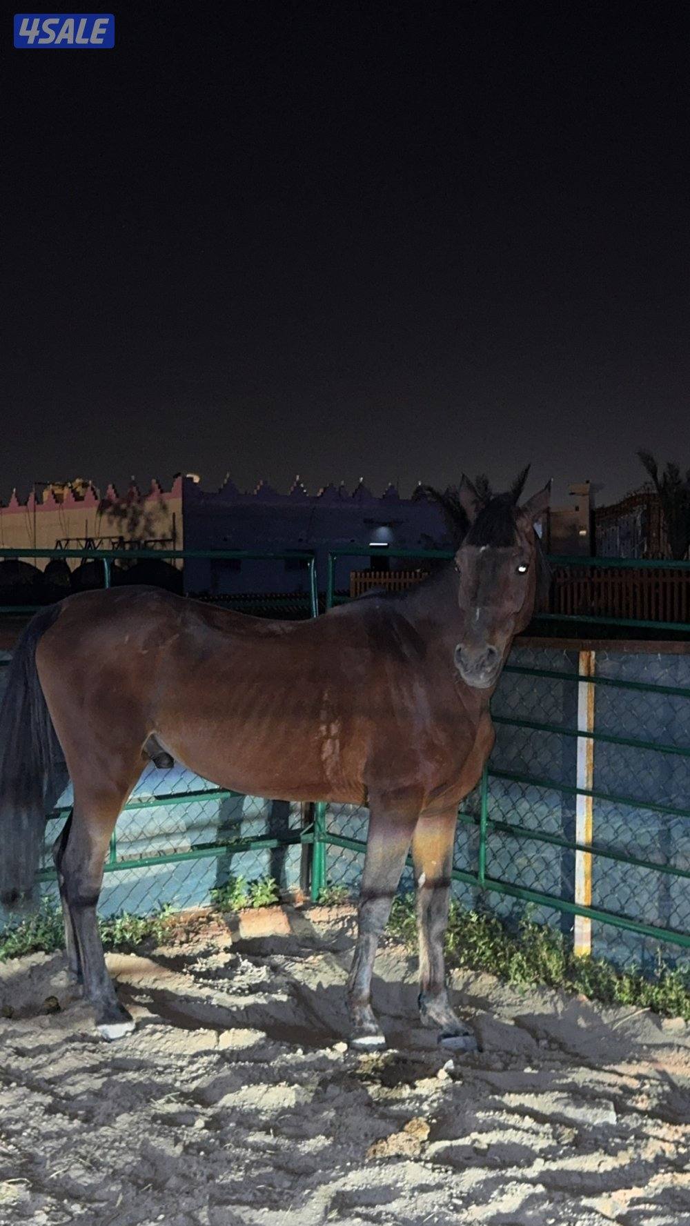 للبيع حصان مصري0