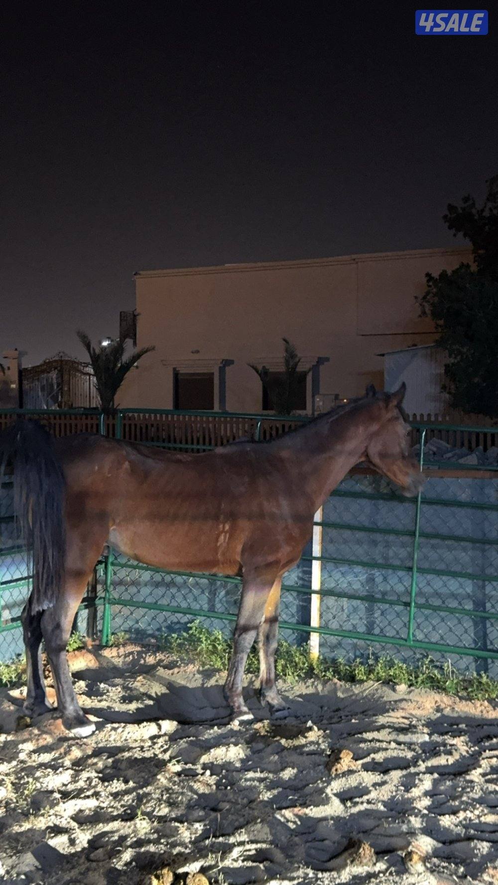 للبيع حصان مصري1