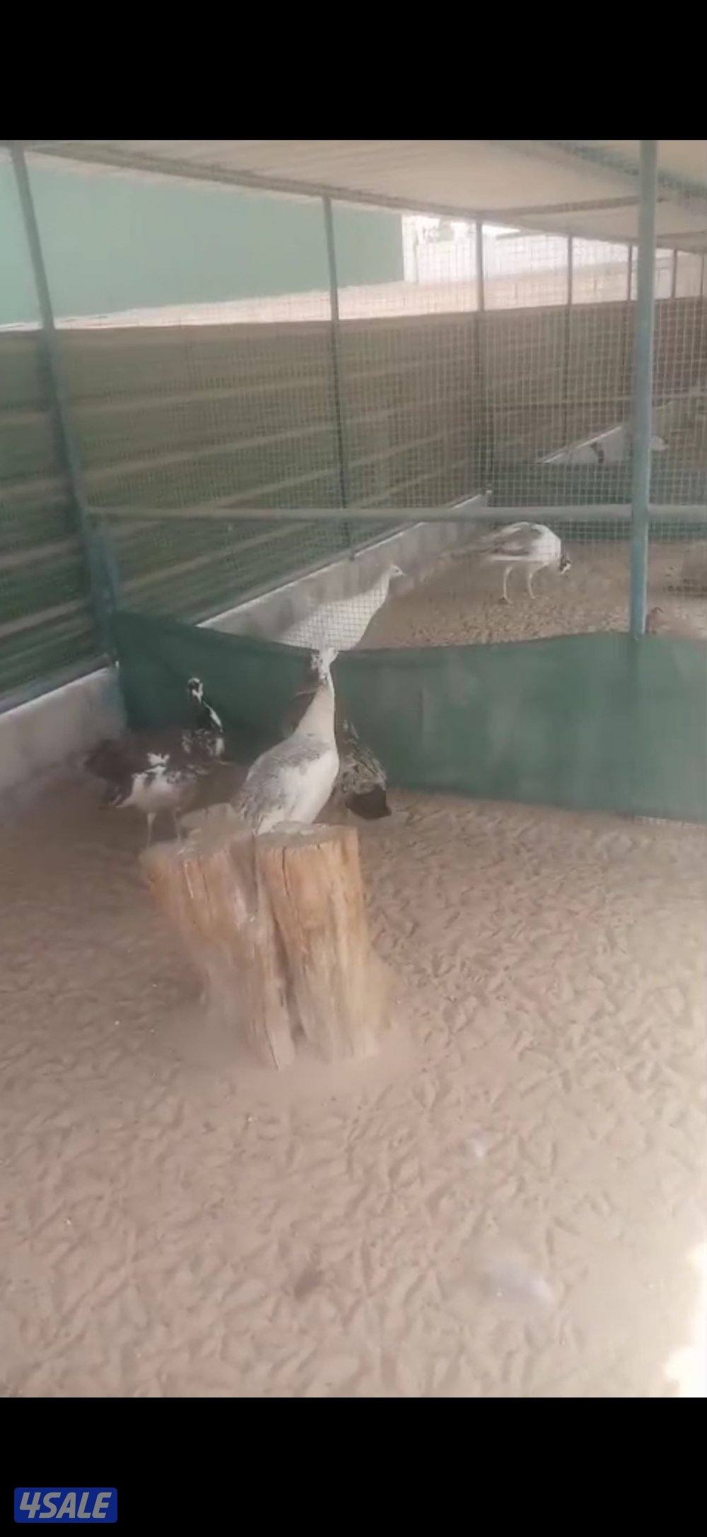 ازواج طواويس 🦚 + اناثي فردانيه 🦚0