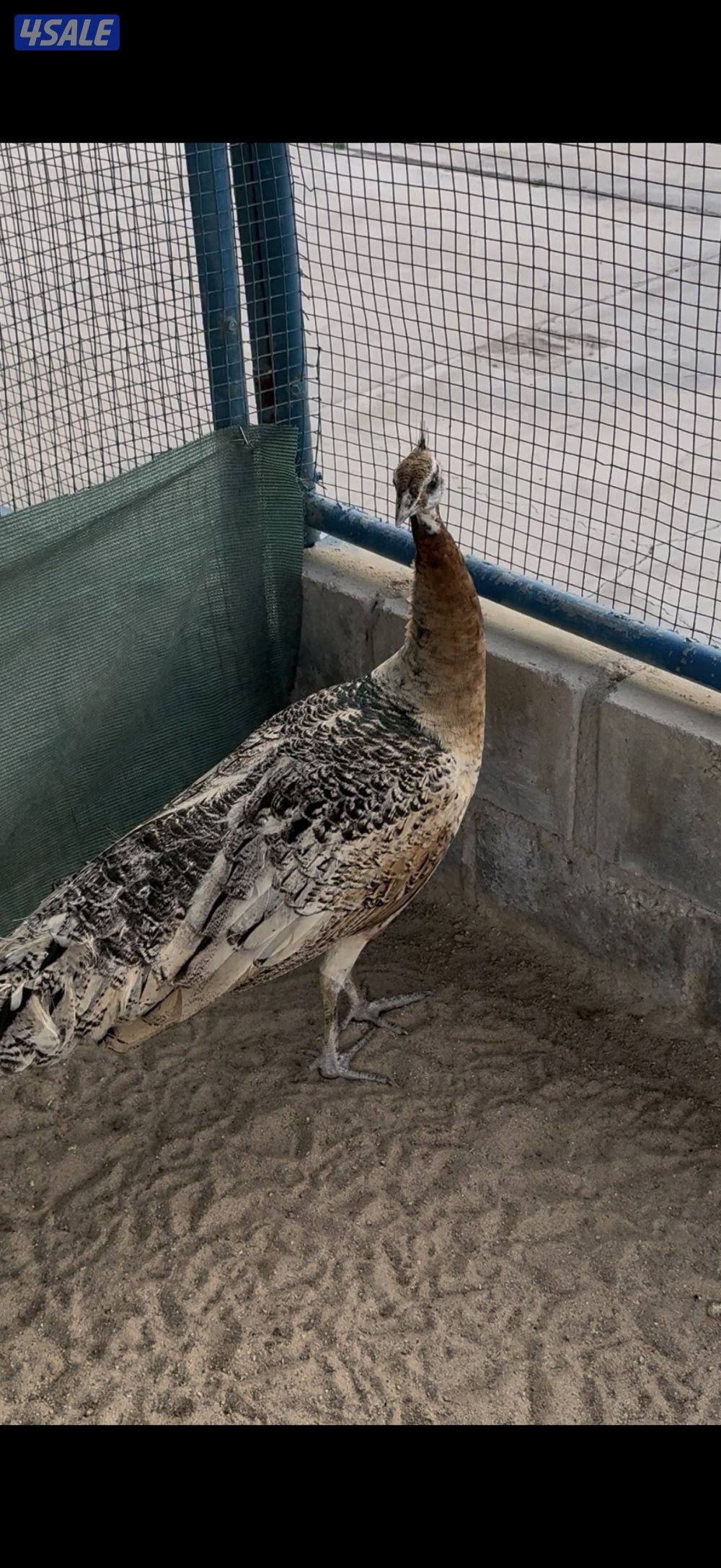 ازواج طواويس 🦚 + اناثي فردانيه 🦚1