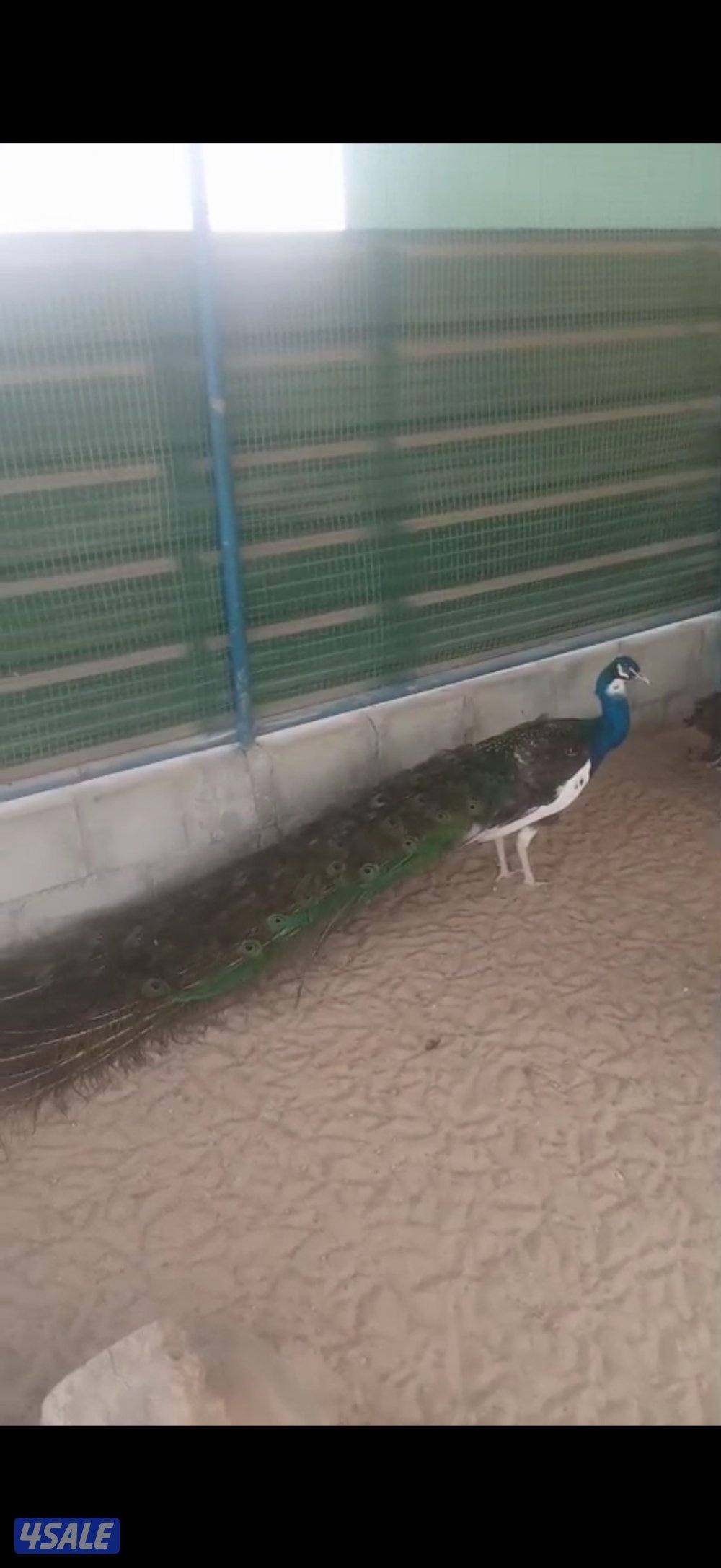 ازواج طواويس 🦚 + اناثي فردانيه 🦚2