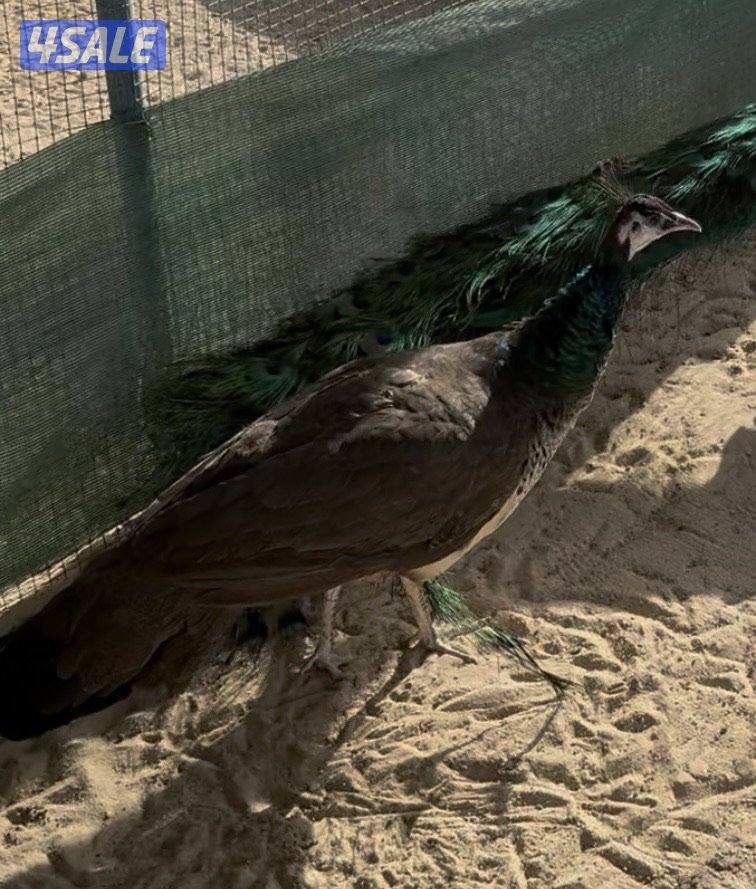 ازواج طواويس 🦚 + اناثي فردانيه 🦚3