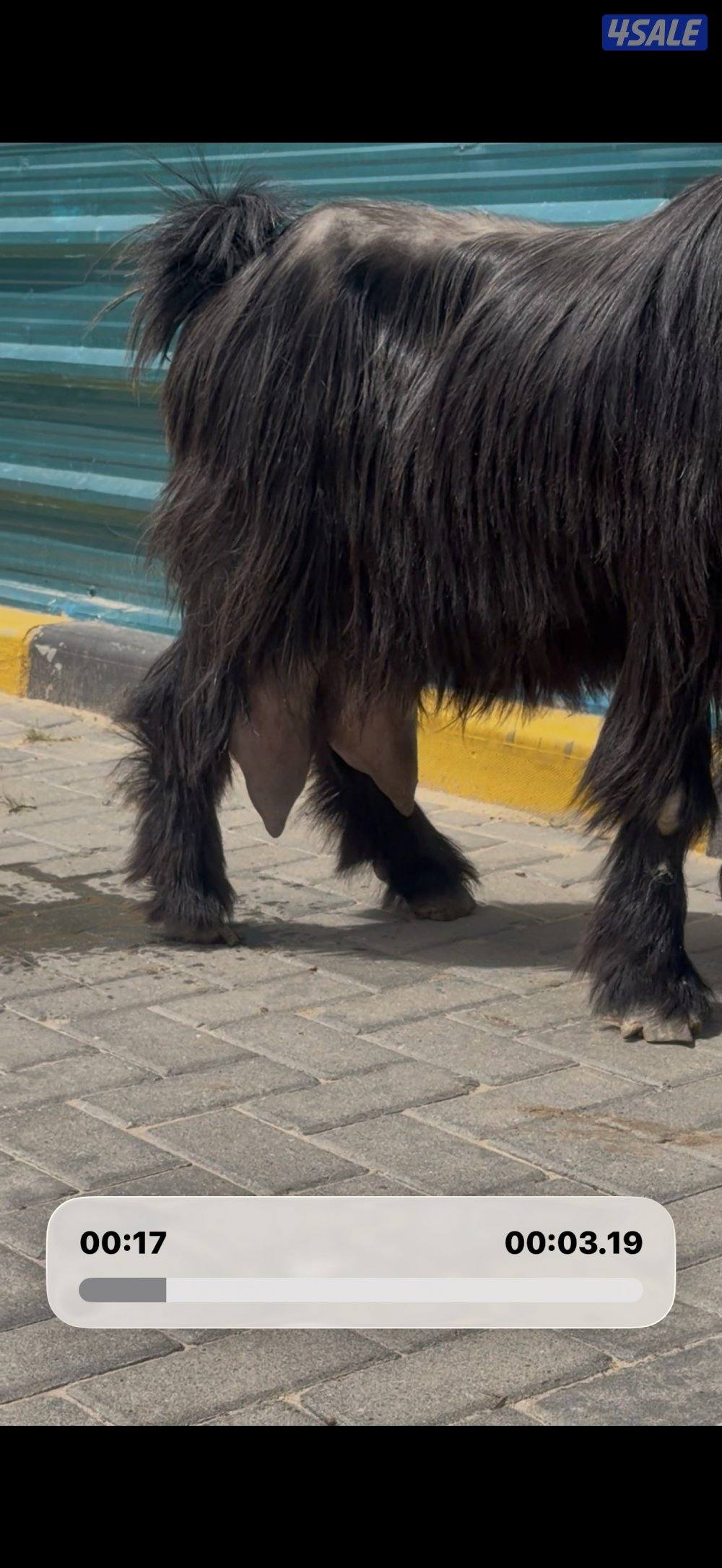 عنزين وحذه ربشه وحده كريميه شرط حليب طيب0