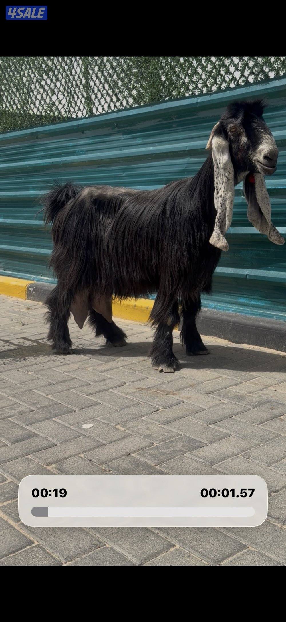 عنزين وحذه ربشه وحده كريميه شرط حليب طيب1