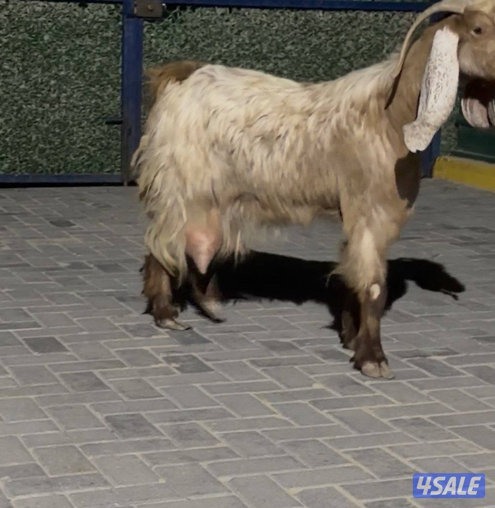 عنزين وحذه ربشه وحده كريميه شرط حليب طيب3