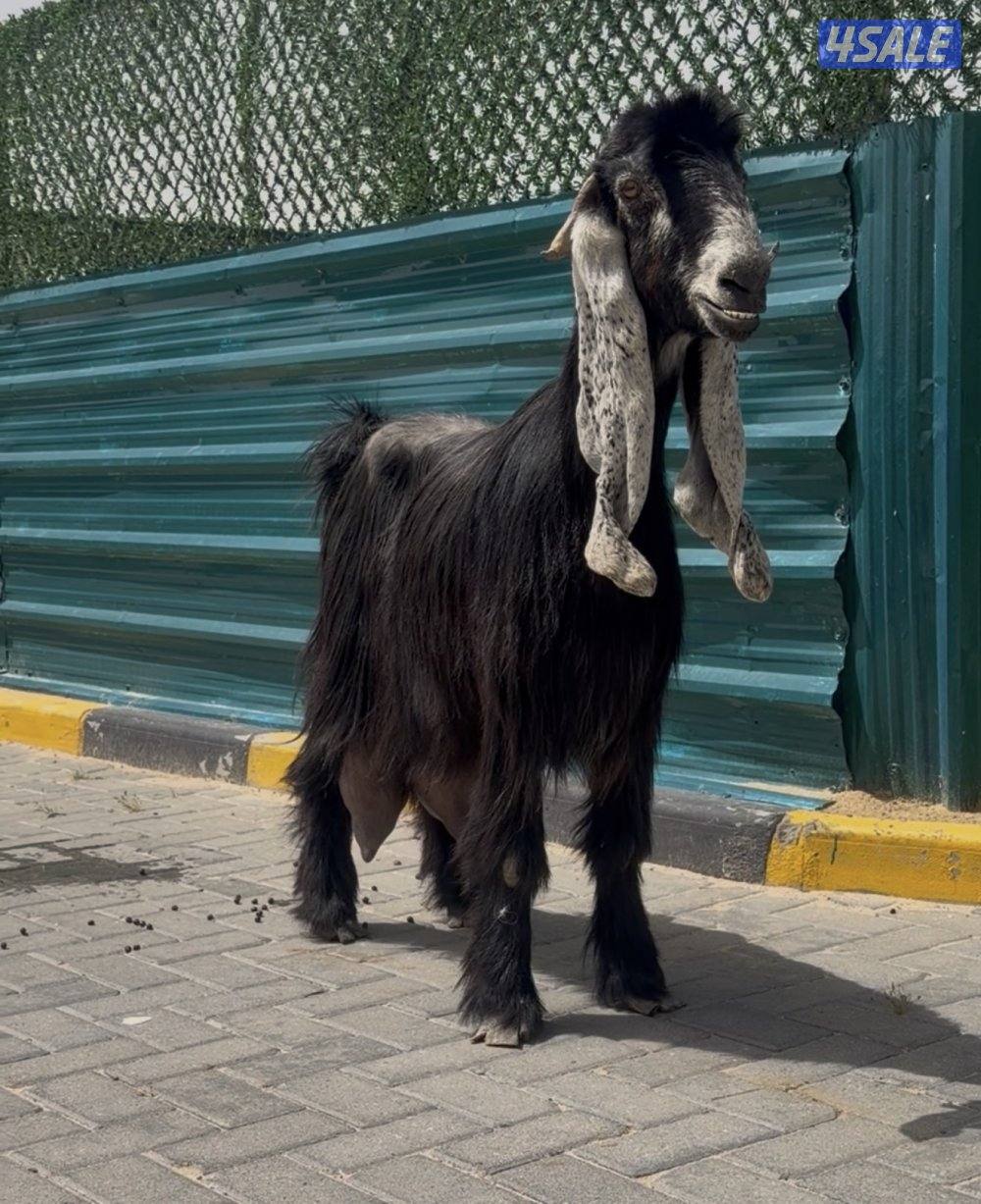 عنزين وحذه ربشه وحده كريميه شرط حليب طيب2