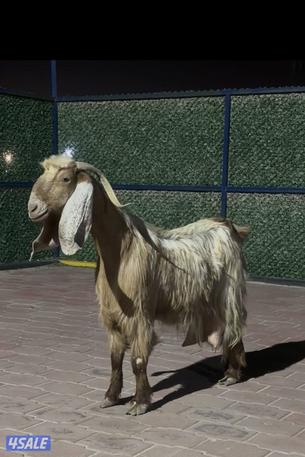 عنزين وحذه ربشه وحده كريميه شرط حليب طيب4