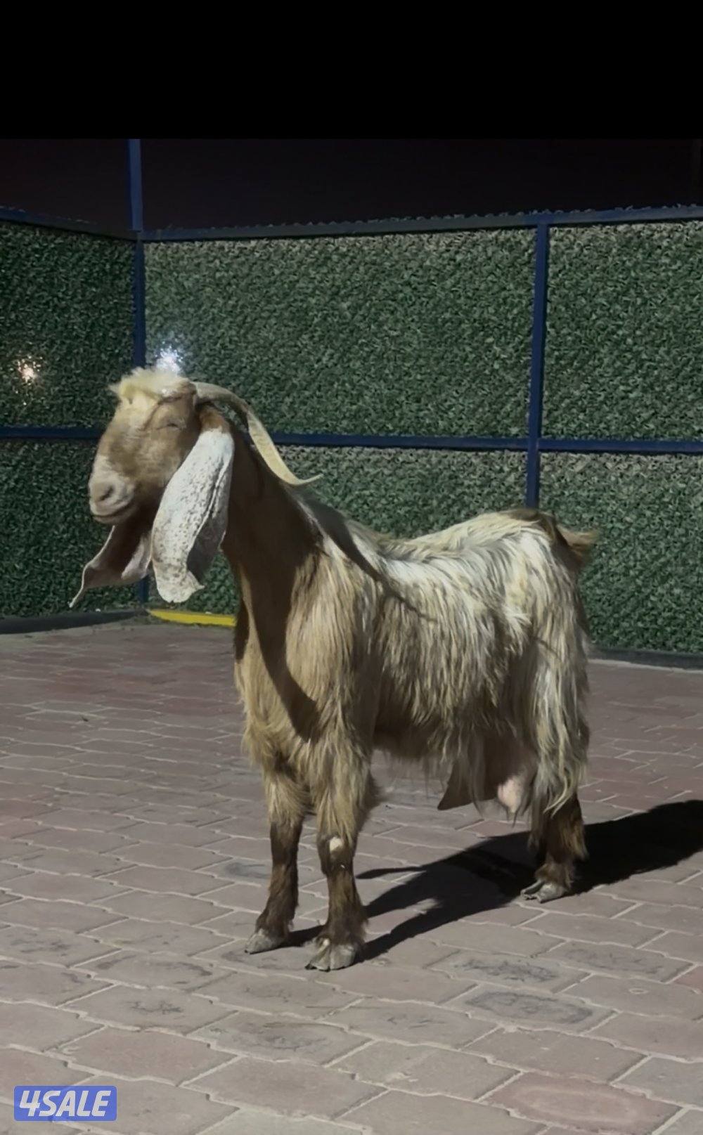 عنزين وحذه ربشه وحده كريميه شرط حليب طيب5