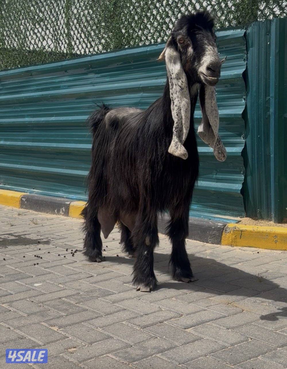 عنزين وحذه ربشه وحده كريميه شرط حليب طيب6