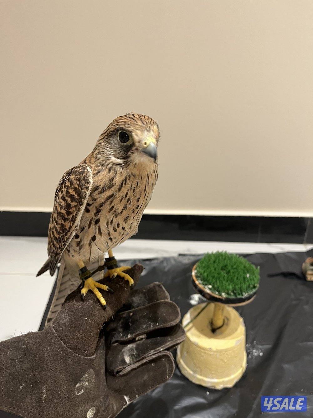 طير حميم.ج مدرب مع اغراضه2