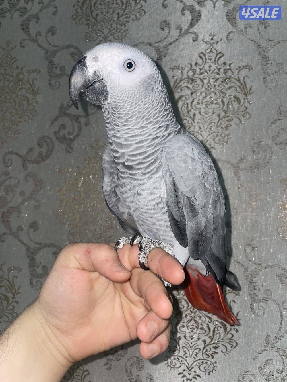 كاسكوا للبيع اقرء الوصف0