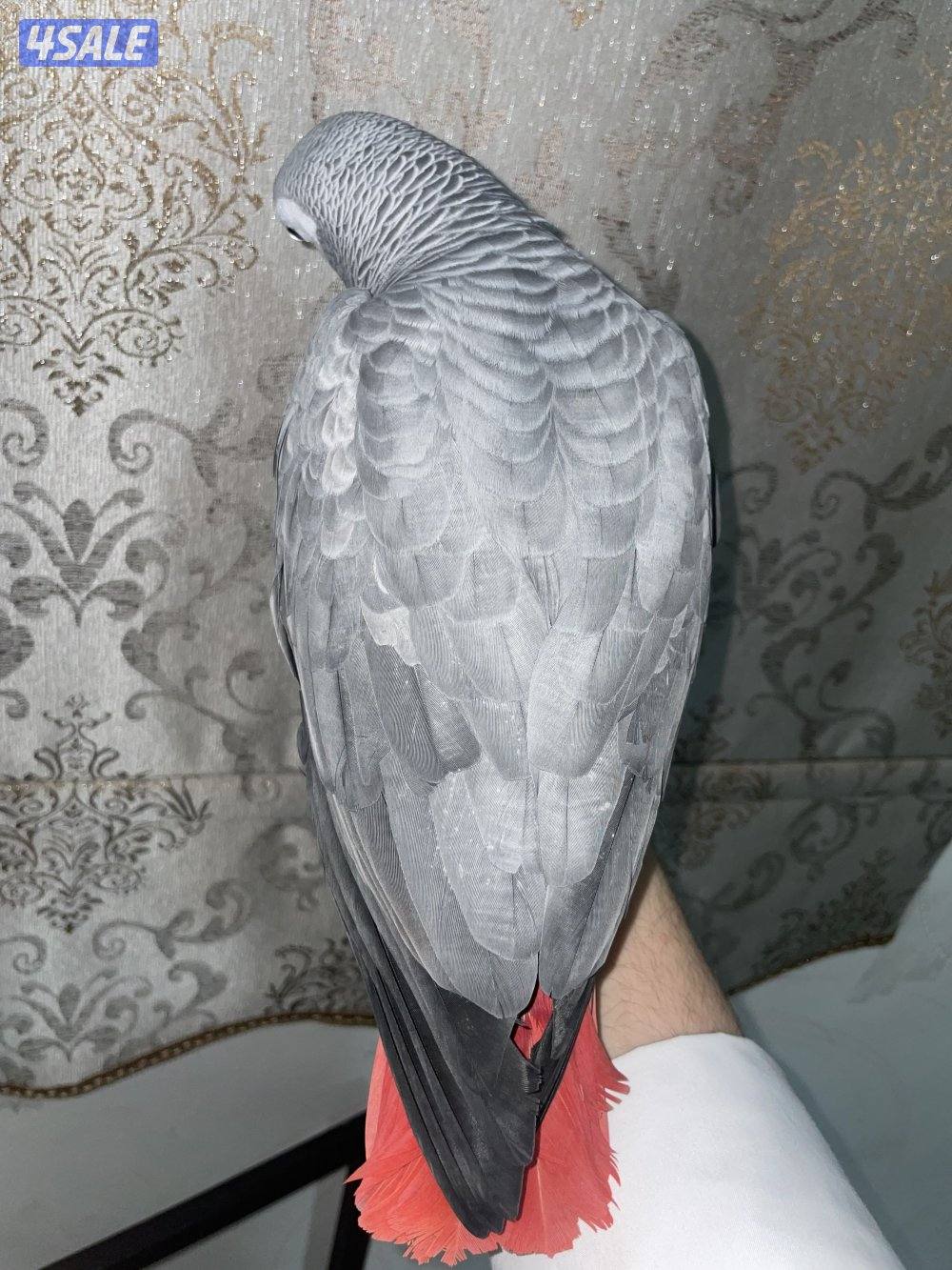 كاسكوا للبيع اقرء الوصف1