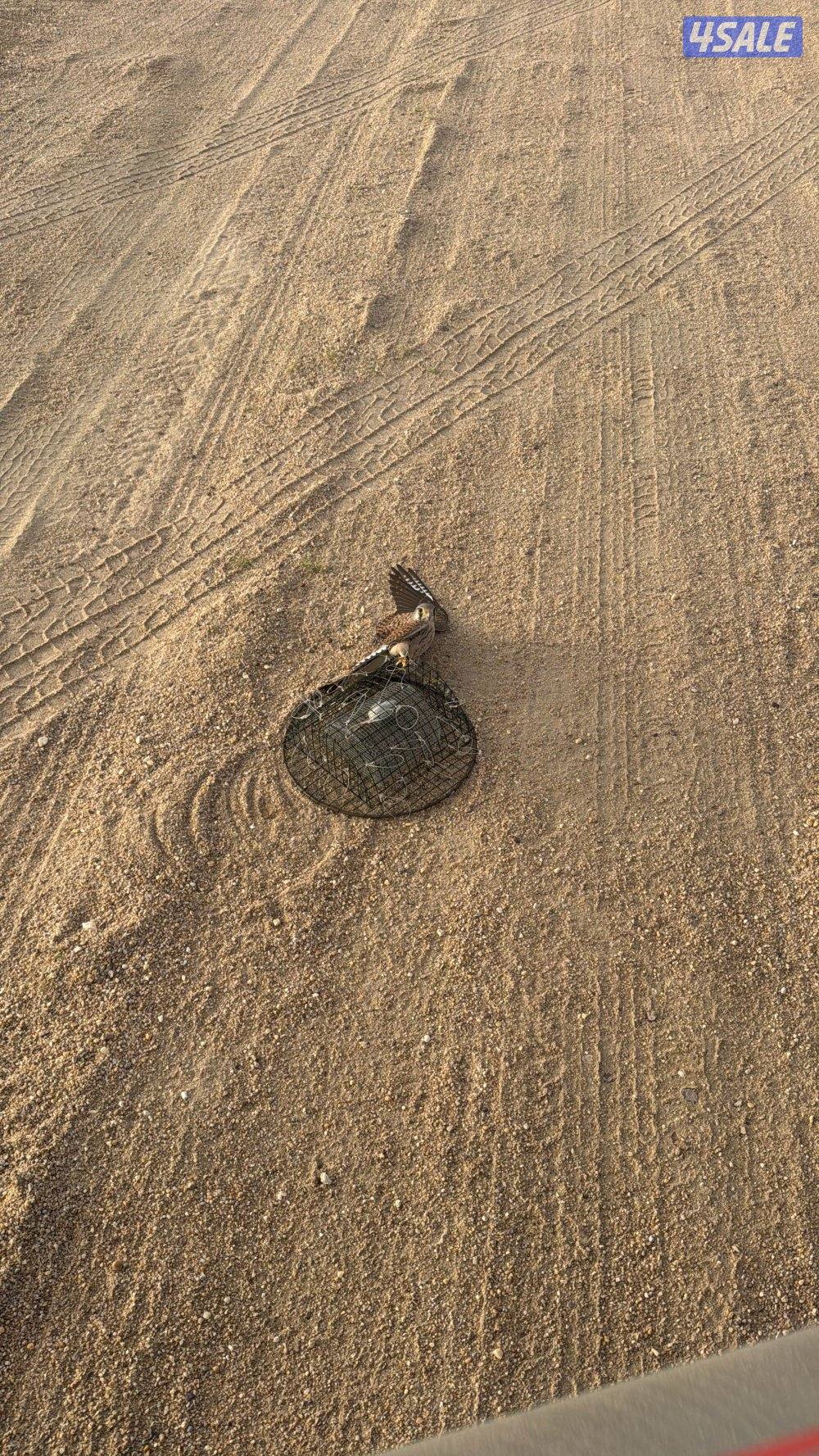 حميميجاتت وترماات0