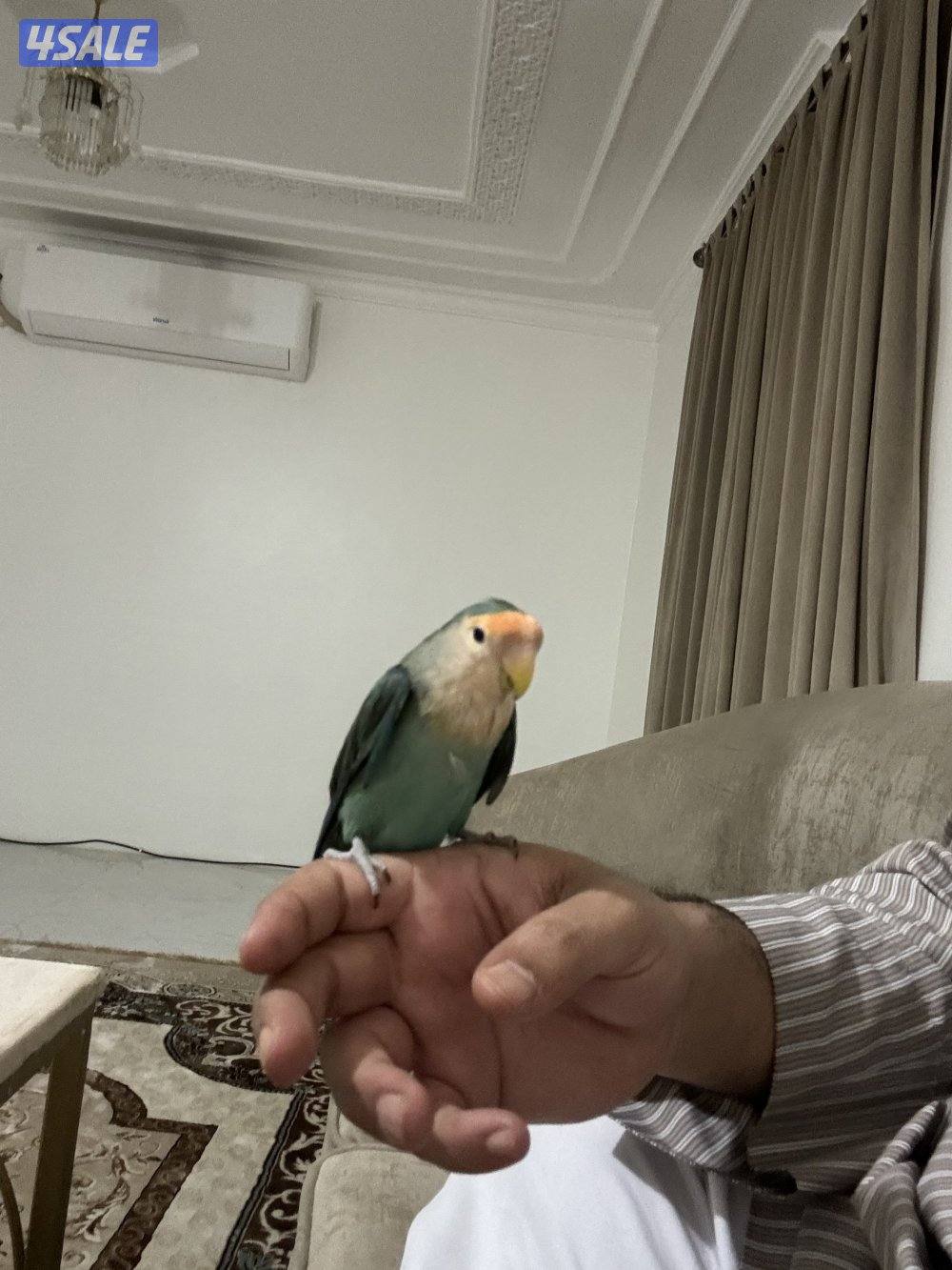 نثيه تتكلم وربوه0