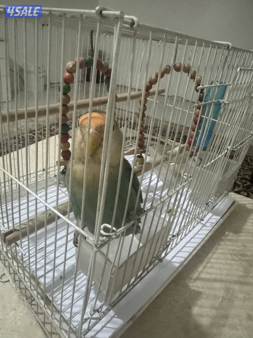 نثيه تتكلم وربوه1