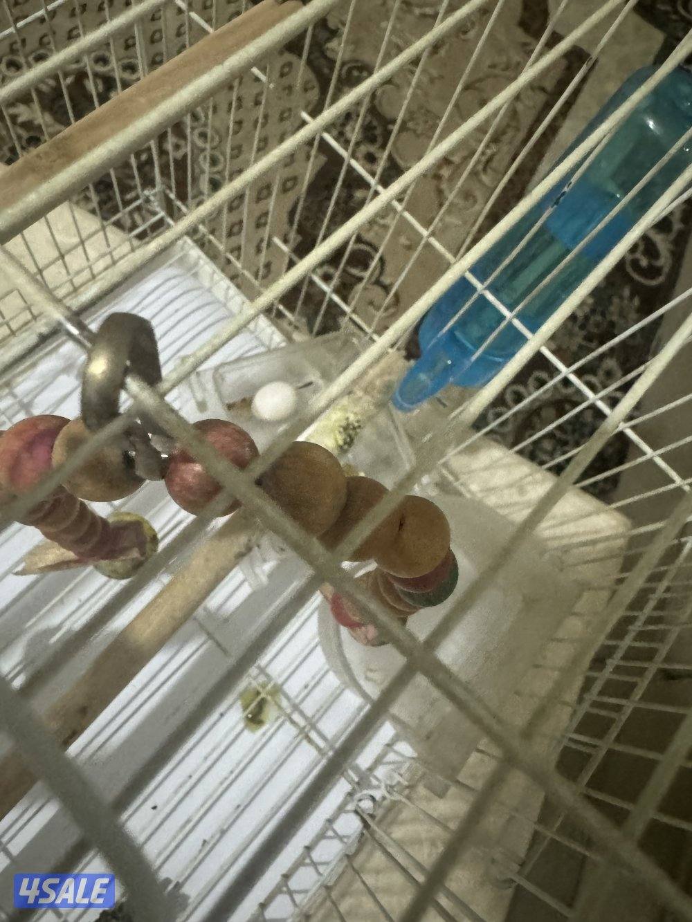 نثيه تتكلم وربوه2