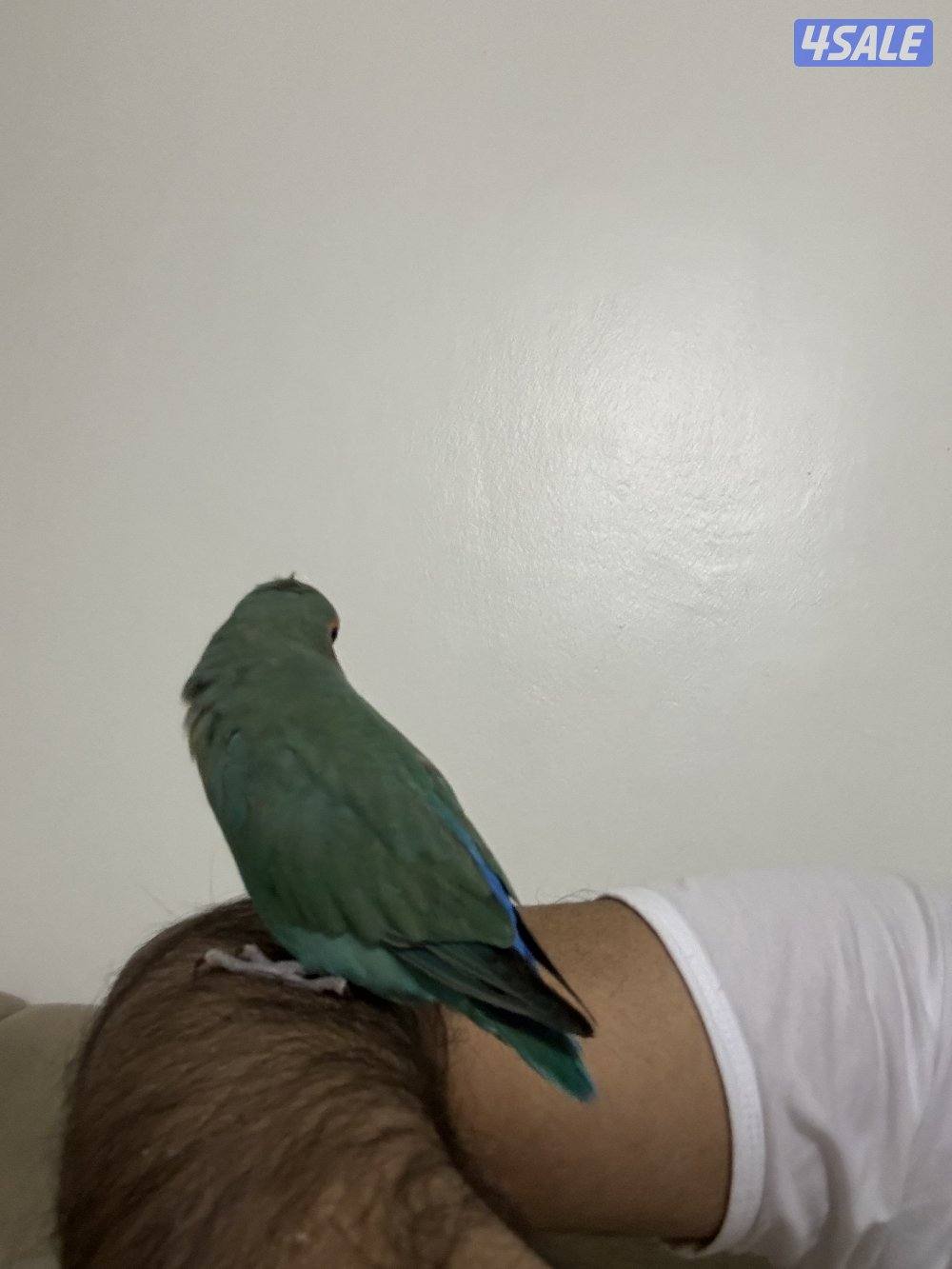 نثيه تتكلم وربوه3