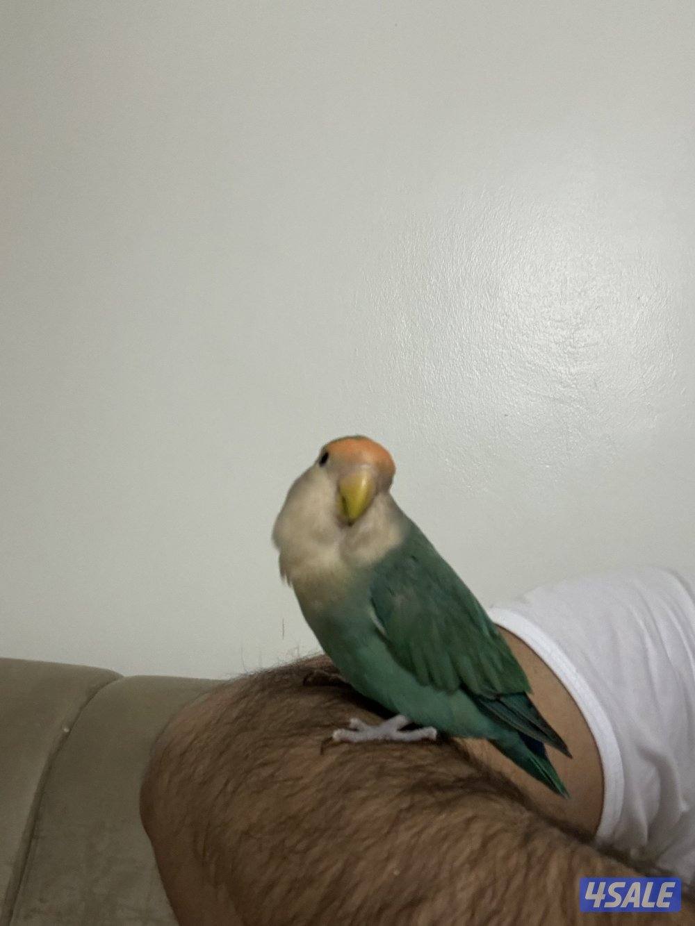 نثيه تتكلم وربوه4