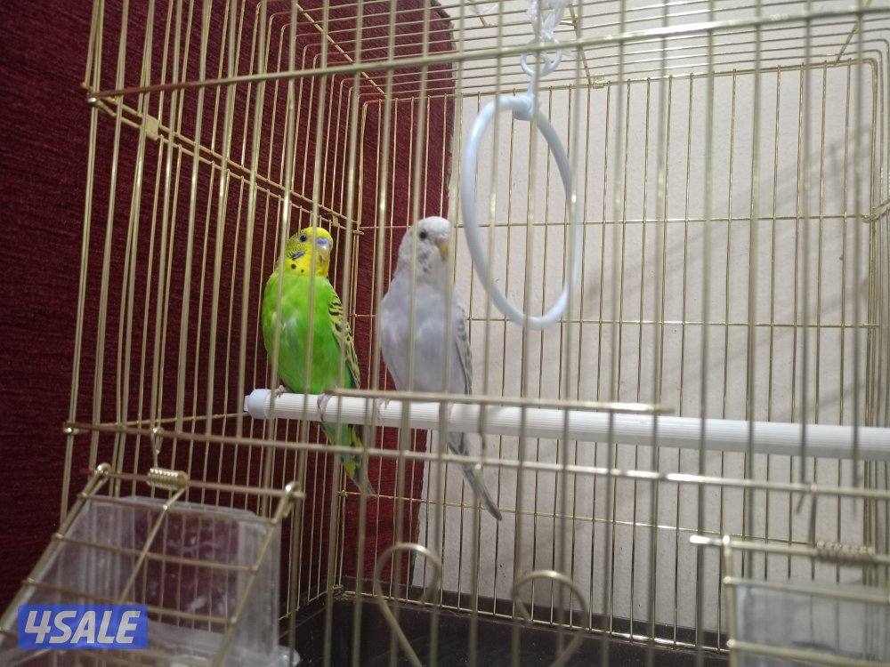 Love birds for sale0