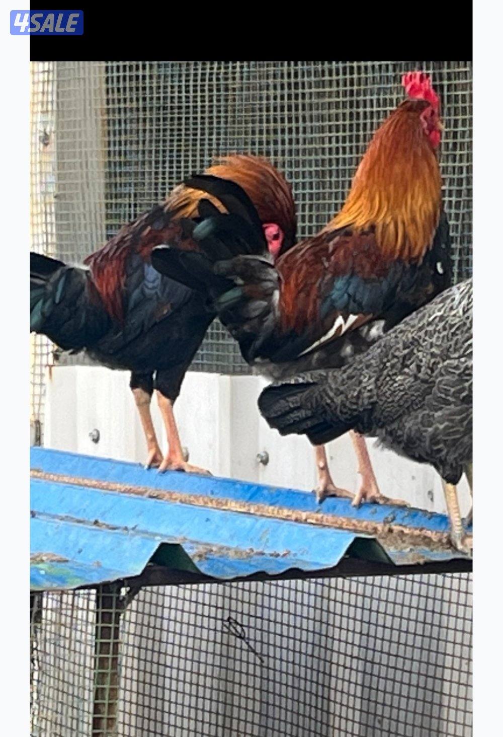 دياجه للبيع جمله0