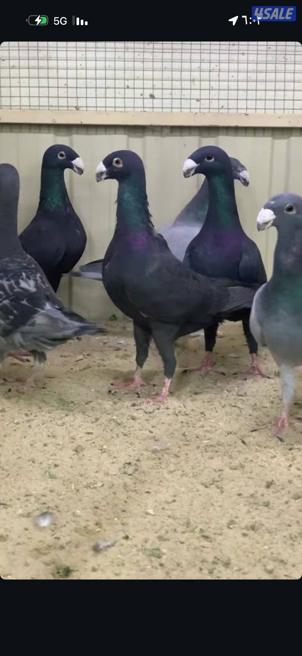 حمام هومر العدد 60