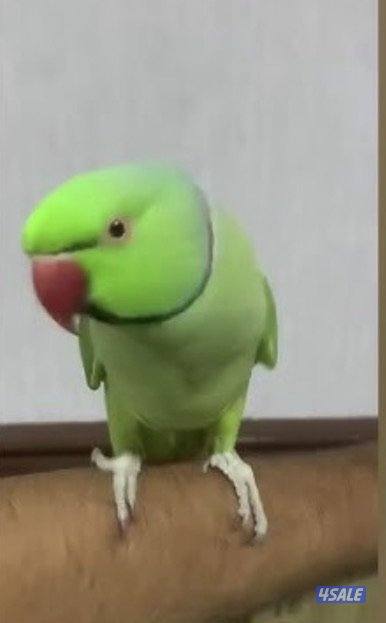 للبيع متوه طير ربوه و محجل0